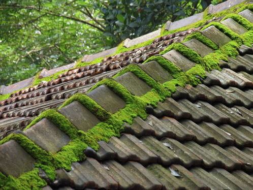 Démoussage de toiture dans la Haute-Savoie